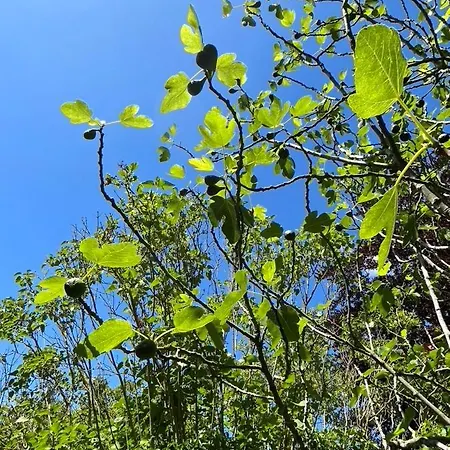 ‘l’ éditeur’ - Maison De Maître Honfleuraise. *
