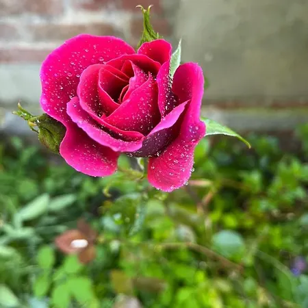 Villa ‘l’ éditeur’ - Maison De Maître Honfleuraise. La Rivière-Saint-Sauveur