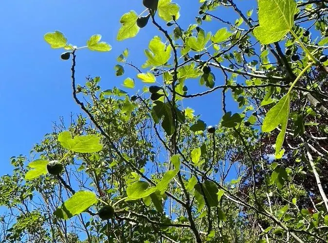 ‘l’ éditeur’ - Maison De Maître Honfleuraise. *