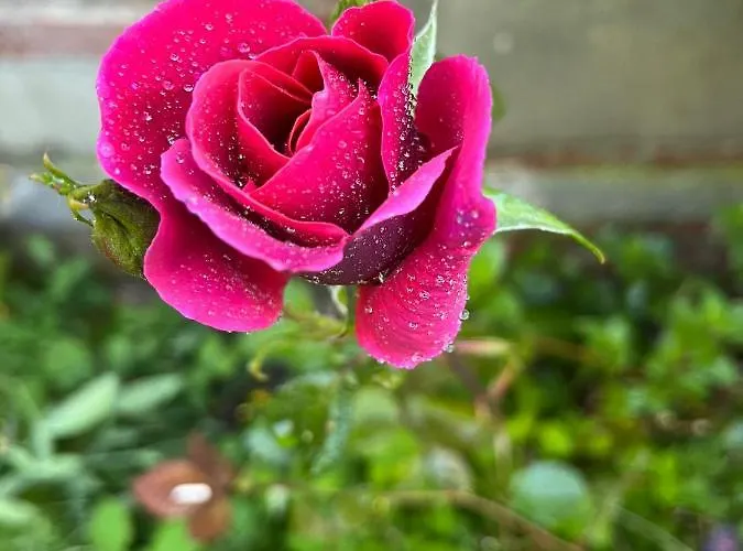 Villa ‘l’ éditeur’ - Maison De Maître Honfleuraise. La Rivière-Saint-Sauveur